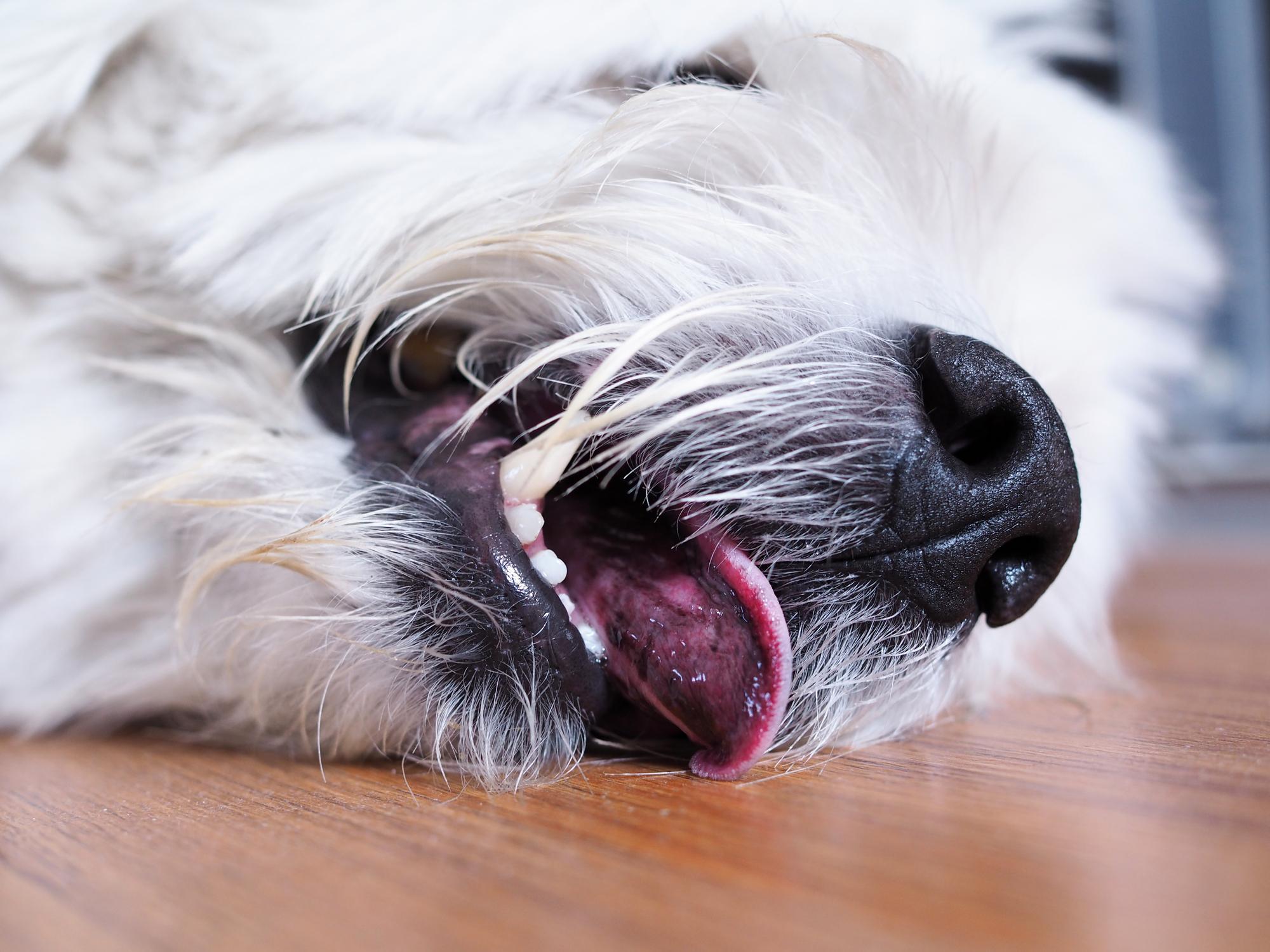 Epilepsia Idiopática en Perros: Síntomas Y Tratamiento