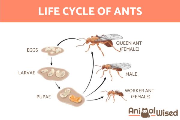¿Cuánto tiempo viven las hormigas?  - Ciclo de vida de las hormigas.