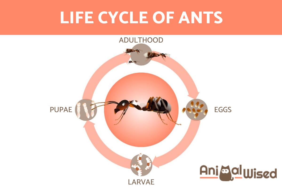 ¿cuánto Tiempo Viven Las Hormigas?