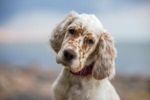 17 Razas De Perros Con Mejores Manchas