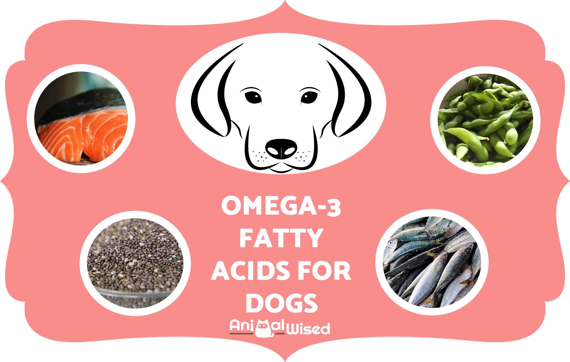 El Mejor Alimento Rico en Omega 3 Para Perros