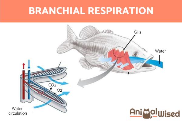 ¿Cómo respiran los animales? - Respiración branquial