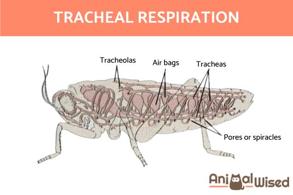 ¿Cómo respiran los animales? - Respiración traqueal