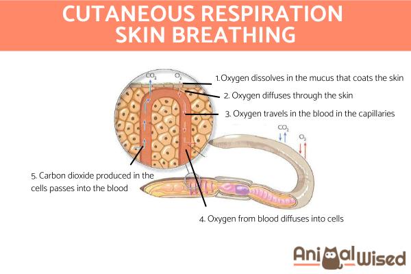 ¿Cómo respiran los animales? - Respiración cutánea