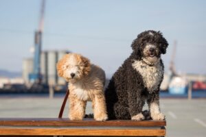 10 Razas De Perros De Agua Características Y Fotos