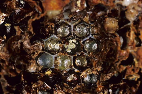 Enfermedades más comunes de las abejas: tropilaelapsosis