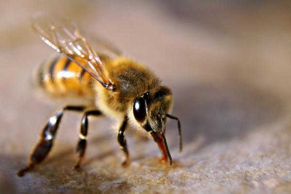 Enfermedades Más Comunes De Las Abejas 2024