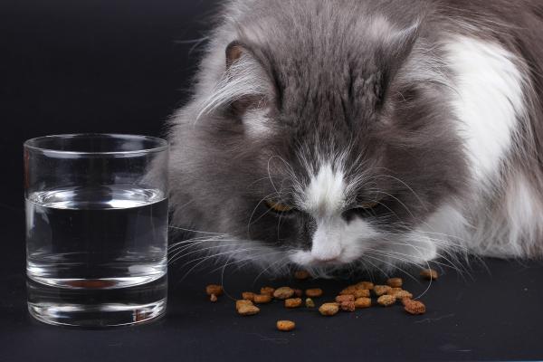 ¿Los gatos necesitan comida húmeda o es suficiente con comida seca para gatos?  - ¿Cuánta comida húmeda debo darle a mi gato?