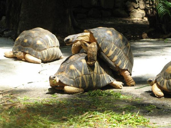 ¿Cómo se reproducen los reptiles?  - ¿Cómo se reproducen los reptiles?
