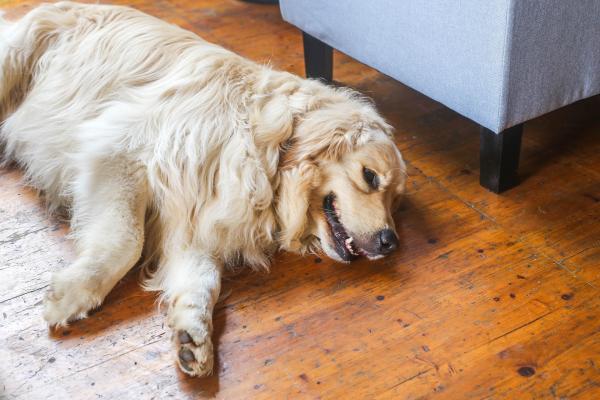 ¿Es cruel el entrenamiento en jaulas? - Ventajas y desventajas - Desventajas de entrenar a su perro en una jaula