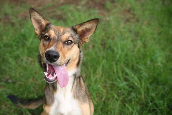 ¿A qué edad dejan de crecer los perros?  - Cómo saber qué tan grande será un cachorro mestizo 