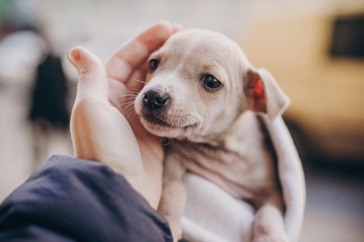¿A Qué Edad Dejan De Crecer Los Perros? ¿a Qué Edad Dejan De Crecer Los Perros?