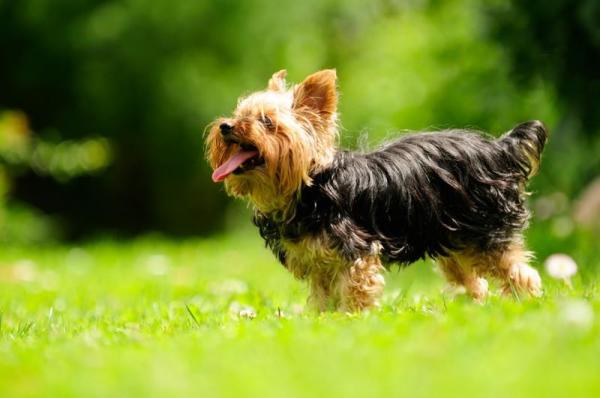 Las mejores razas de perros para apartamentos - Top 20 - 2. Yorkshire terrier