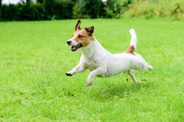 Las mejores razas de perros para apartamentos: Top 20 - 9. Jack Russel Terrier