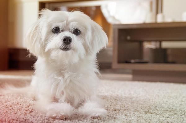 Las mejores razas de perros para apartamentos: Top 20 - 7. Perro maltés
