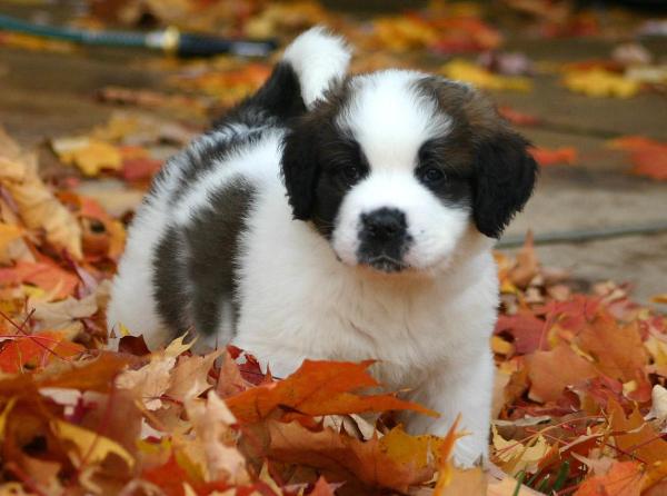 ¿Cuánto se le da de comer a un San Bernardo? - Cuánto darle de comer a un cachorro de San Bernardo