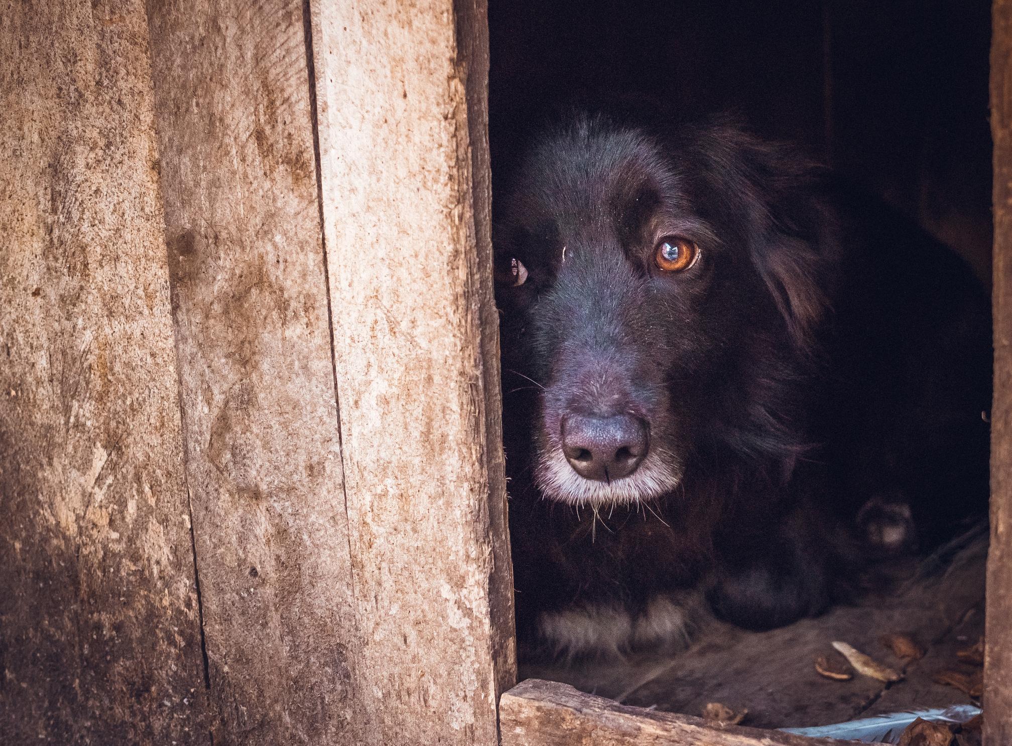 ¿Por Qué Mi Perro De Repente Me Tiene Miedo? ¿por Qué Mi Perro De Repente Me Tiene Miedo?