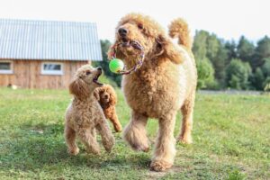 Tipos De Caniche: Tamaños Y Mezclas