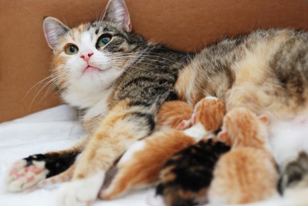 ¿Cuántos gatitos puede tener un gato?  - ¿Cuántos gatos puede tener una gata?