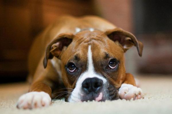 Las 10 razas de perros más populares del mundo - 7. Boxer