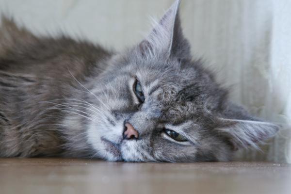 Venenos comunes para gatos - Síntomas y tratamiento - Alimentos en mal estado