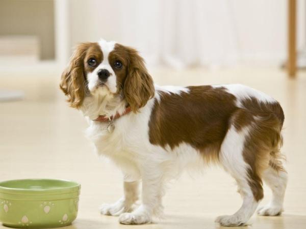 Cómo detener la agresión alimentaria en perros - Cómo entrenar a un cachorro agresivo