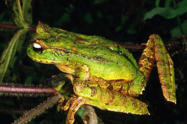 ¿Las ranas tienen dientes?  - Datos interesantes sobre los dientes de las ranas. 