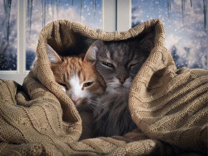 Cómo Cuidar a Un Gato en Invierno