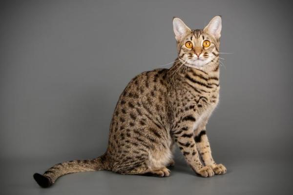 8 razas de gatos domésticos que parecen tigres - 3. Gato Savannah