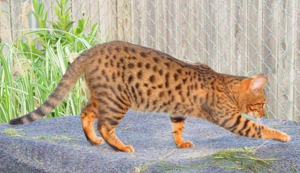 8 razas de gatos domésticos que parecen tigres - 6. Cheetoh