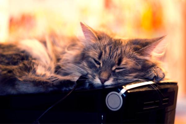 ¿Por qué los gatos duermen con los ojos abiertos? - ¿Cómo mejorar la calidad del sueño de un gato?