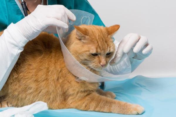 ¿Cuánto tiempo está en celo una gata? - Gato en celo - Esterilización