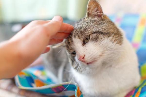 ¿Cuánto tiempo está en celo una gata? - Una gata en celo - Síntomas