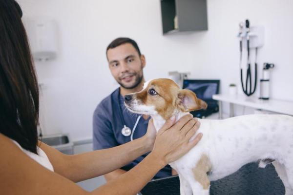 ¿El apio es bueno para los perros? - Cómo darle apio a tu perro