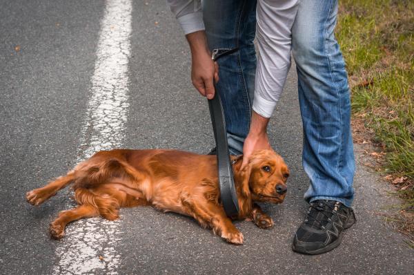 Qué NO hacerle a tu perro - 5. Cuidados del perro - Castigo positivo