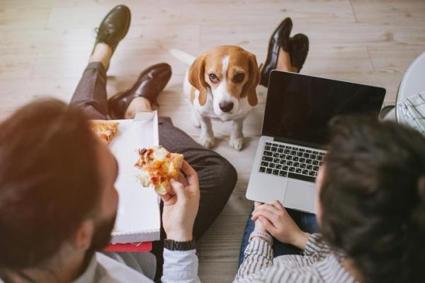 Qué NO hacerle a tu perro - 10. Cuidados del perro -Alimentos tóxicos para perros