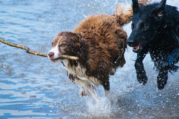 Qué NO hacerle a tu perro - 11. Cuidados del perro - Socialización del perro