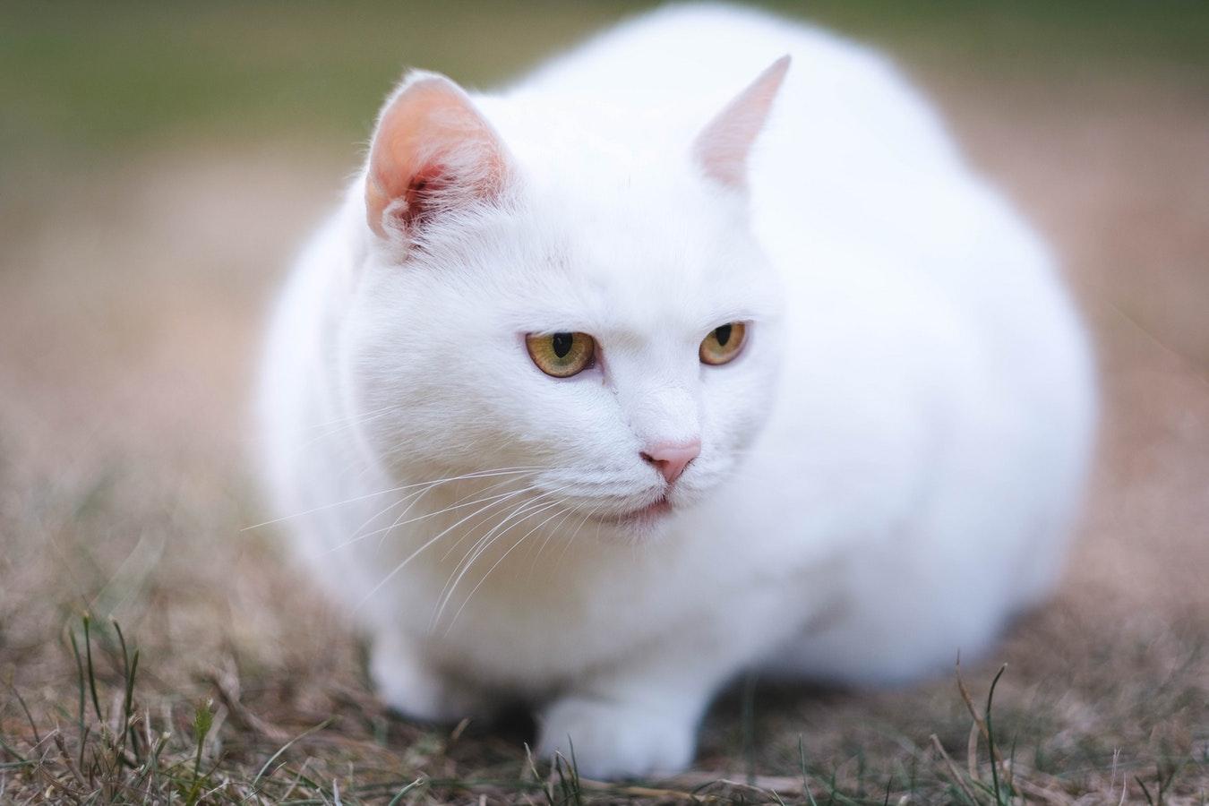 20 Razas De Gatos Blancos: Lista Completa