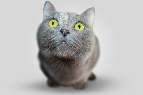 Cómo enseñarle su nombre a un gato - Enséñale su nombre a tu gato - entrenamiento paso a paso