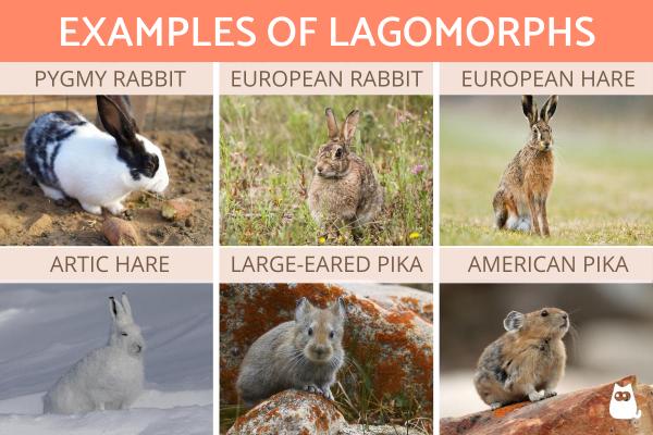 ¿Qué son los lagomorfos? - Definición, Características y Ejemplos - Ejemplos de animales lagomorfos