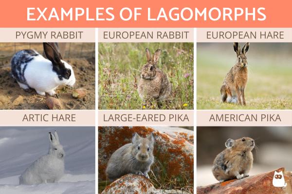 ¿Qué son los lagomorfos?  - Definición, Características y Ejemplos - Ejemplos de animales lagomorfos