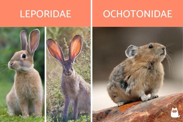 ¿Qué son los lagomorfos? - Definición, Características y Ejemplos - Tipos de lagomorfos