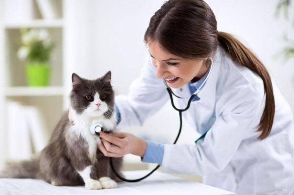 ¿Se le puede dar ibuprofeno a un gato? - ¿Qué analgésicos puedo darle a mi gato?