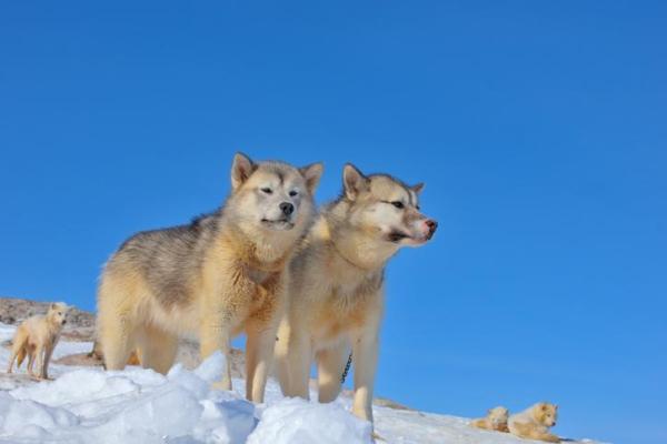 Razas de perros de nieve - Lista con fotos - 4. Perro de Groenlandia