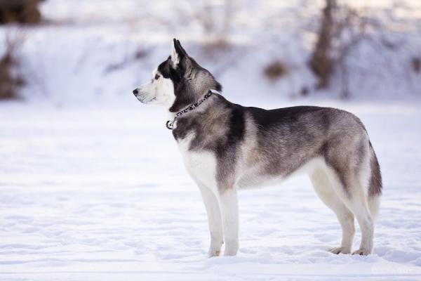 Razas de perros de nieve - Lista con fotos - 2. Husky siberiano