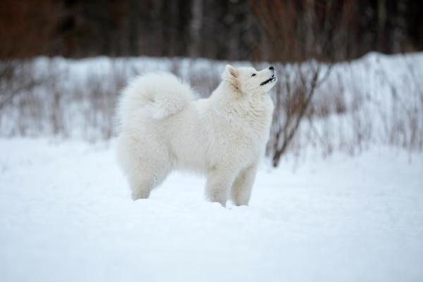 Razas de perros de nieve - Lista con fotos - 5. Samoyedo
