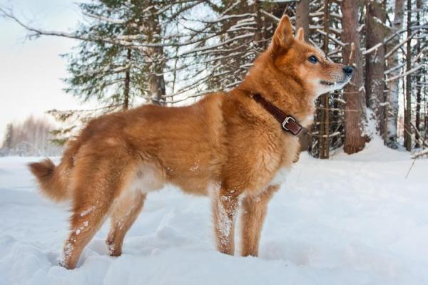 Razas de perros de nieve - Lista con fotos - 2. Spitz finlandés 