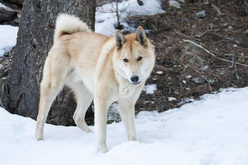 Razas de perros de nieve - Lista con fotos - 6. Laika de Siberia Occidental 