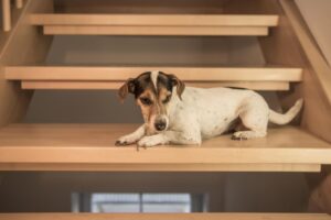 Mi Perro Tiene Miedo a Las Escaleras
