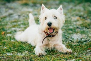 Nombres Para Perros Blancos: Ideas Masculinas Y Femeninas